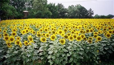 Sunflowers near Cavaillon